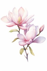 Fototapeta premium watercolor magnolias, elegant watercolor magnolias