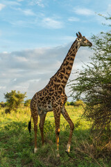 Giraffe in the Tarangire National Park, Tanzania