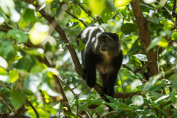 Blue Monkey in the Lake Manyara National Park, Tanzania