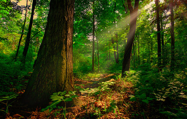 Sun rays in morning forest. Morning in the forest