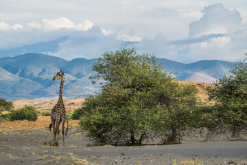 Giraffe at the Lake Natron, Tanzania