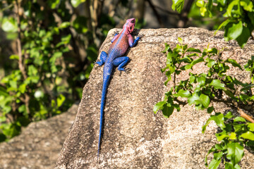 Mwanza flat-headed rock agama, Serengeti, Tanzania