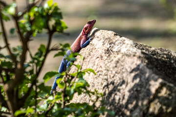 Mwanza flat-headed rock agama, Serengeti, Tanzania