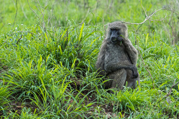 Baboon in the rain, Serengeti, Tanzania