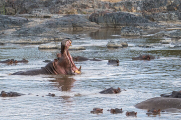 Hippos in the Serengeti, Tanzania