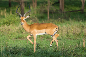 Funny imparala in the Serengeti, Tanzania