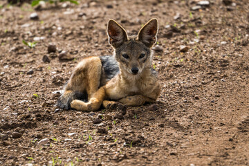 Black-backed jackal baby, Serengeti, Tanzania