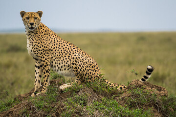 Cheetah in the Serengeti, Tanzania