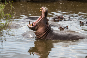 Hippos in the Serengeti, Tanzania
