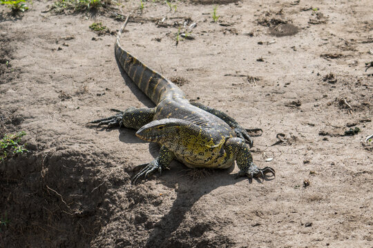 Nile monitor in Serengeti, Tanzania