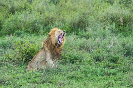 Male yawning lion, Serengeti, Tanzania