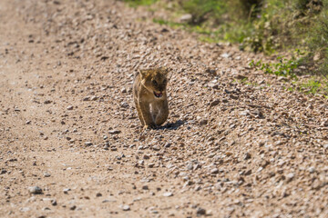 Lion baby, Serengeti, Tanzania
