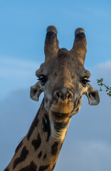 Giraffe in the sunrise, Tarangire National Park, Tanzania