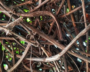 Close-Up of Overlapping Tree Branches Revealing Detailed Intricacies