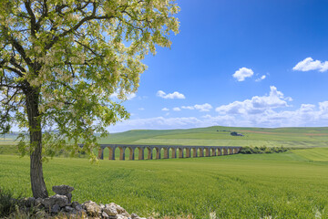 Springtime: hilly landscape with green wheat fields and viaduct. View of the Bridge of 21 Arches, the ghost railway bridge near Spinazzola town  in Apulia, Italy.