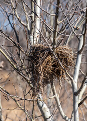 bird nest in the tree