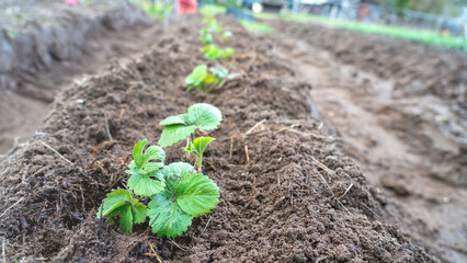 Transplanting strawberry bushes, New bed with young strawberry bushes in the vegetable garden in early spring