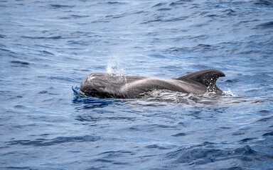 Teneriffa, Spanien: Ein Grindwal bläst Wasser aus © KK imaging