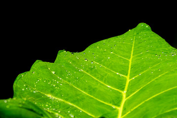 water droplets on taro leaves