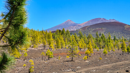 Teneriffa, Spanien: Der Vulkan El Teide ragt hinter dem Waldgürtel auf