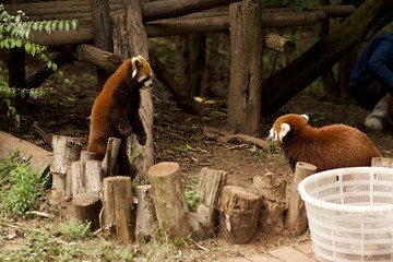 2 red pandas, Firefox, a group of animals in a zoo, Asia, conflict between two red pandas, angry,...