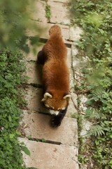 Red panda in the forest, Firefox, rare animal, Asia, foliage, wild, nature, fur, bamboo, forest,...