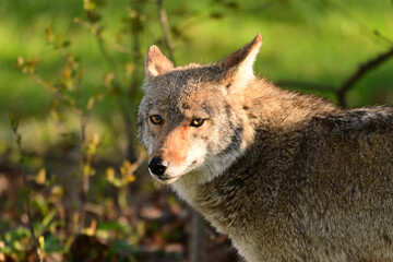 Urban wildlife a photograph of a coyote close up portrait