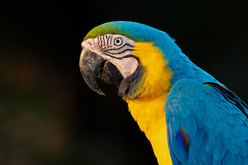blue and yellow macaw