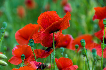 Amapolas en abril en las medianías de la isla de Gran Canaria, España
