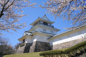 Fototapeta premium Cherry Blossom at Yukyuzan Park, Nagaoka City, Niigata, Japan 