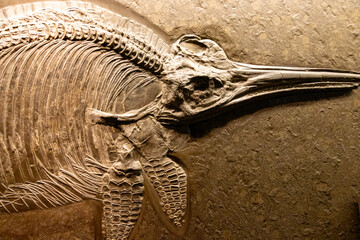 Icythiosaur fossil (Ichthyosauria)