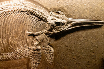 Icythiosaur fossil (Ichthyosauria) © Ubirajara Oliveira