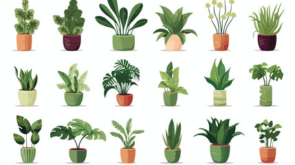Potted house plants set. Houseplants growing in pla