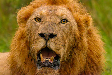 portrait of a lion, Krugger, South Africa