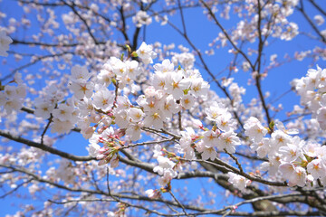 Cherry Blossom at Yukyuzan Park,　Nagaoka City, Niigata, Japan 