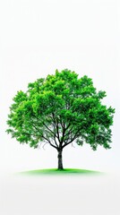 Vibrant Green Tree: Nature's Beauty Against a Serene White Backdrop
