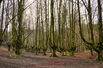 Otzarreta beech forest. Gorbeia Natural Park. Zeanuri, Bizkaia, Euskadi. Spain. A magical place. The beech tree has its branches shaped by the charcoal burners of the region.