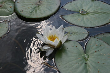 White water lily in a pond in the botanical garden Apothecary Garden in Moscow - obrazy, fototapety, plakaty
