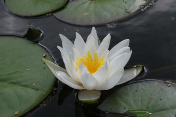 White water lily in a pond  - obrazy, fototapety, plakaty