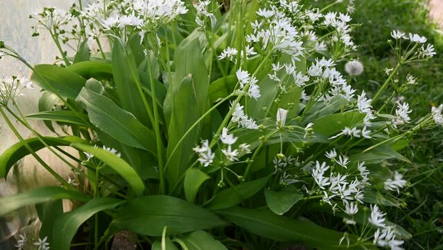 Flowering  wild garlic (Allium ursinum) in the garden. The plant is also known as ramsons, buckrams, broad-leaved garlic, wood garlic, bear leek or bear's garlic.
