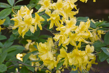 Close-up of yellow rhododendron flowers on a branch of a shrub in the garden. Rhododendron spring bush in bloom