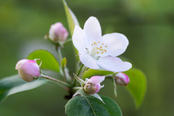 Malus domestica, apple flowers closeup selective focus - 799111944