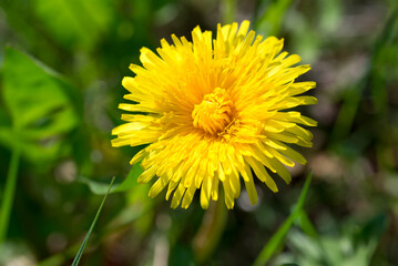Yellow dandelion flower closeup selective focus