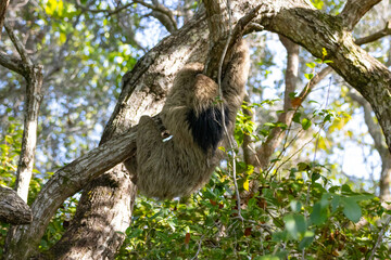Maned sloth