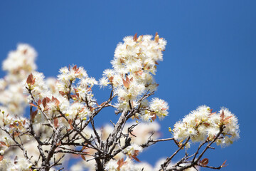 blossom in spring