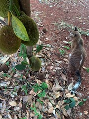 Picture of jackfruit on the tree And there was a gray cat sitting on the ground.