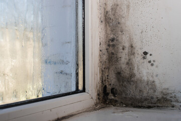 black mold on the window. 