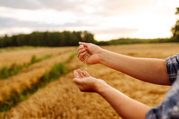 Farmers hands pour grain into field from hand to hand. Agriculture concept. The idea of a rich harvest