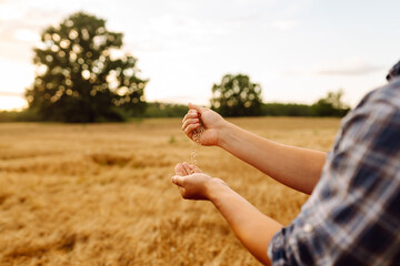 Farmers hands pour grain into field from hand to hand. Agriculture concept. The idea of a rich harvest