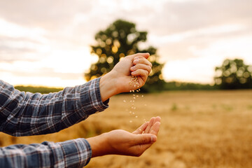 Farmers hands pour grain into field from hand to hand. Agriculture concept. The idea of a rich...